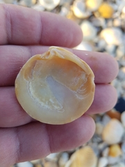 Dosinia exoleta