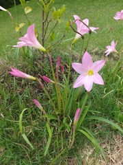 Zephyranthes robusta