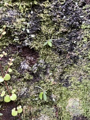 Drymoanthus adversus