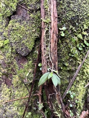 Drymoanthus adversus