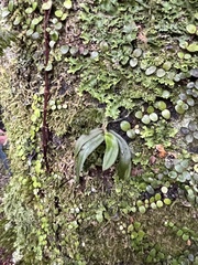 Drymoanthus adversus