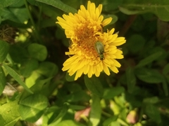 Diabrotica decempunctata