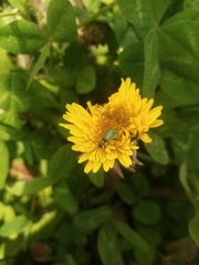 Diabrotica decempunctata