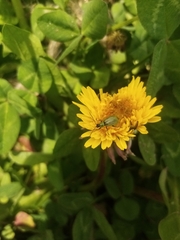 Diabrotica decempunctata