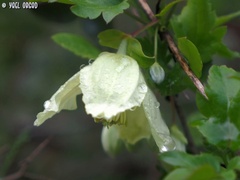 Clematis cirrhosa