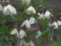 Clematis cirrhosa