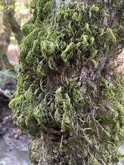 Dendroalsia abietina