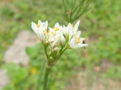 Nothoscordum