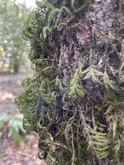 Dendroalsia abietina