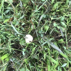 Conocybe apala albipes