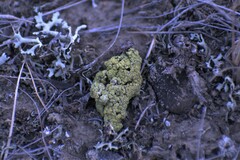 Candelariella rosulans