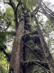 Elaeocarpus dentatus