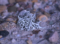 Xanthoparmelia chlorochroa