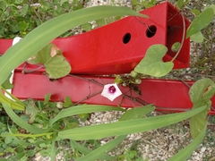 Ipomoea amnicola