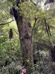 Elaeocarpus dentatus