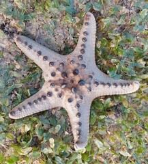 Protoreaster nodosus