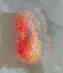 Pseudocolochirus violaceus