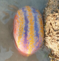 Pseudocolochirus violaceus
