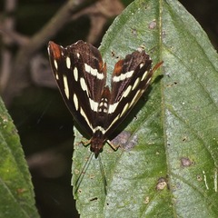 Catonephele mexicana
