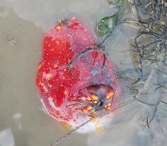 Pseudocolochirus violaceus