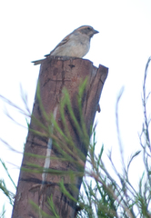 Passer rufocinctus