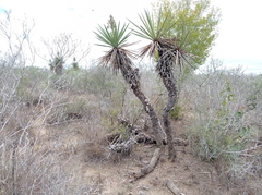 Yucca filifera