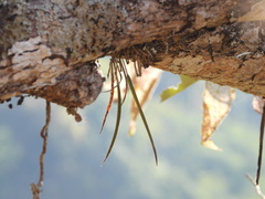 Brassavola