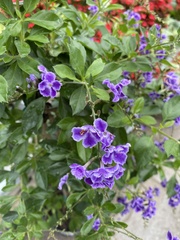 Duranta erecta
