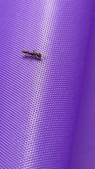 Pseudomyrmex oculatus