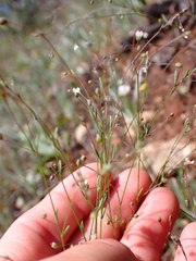 Sabulina douglasii