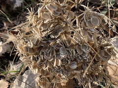Leiotulus secacul