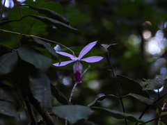 Barkeria uniflora