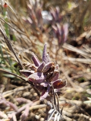 Chloropyron maritimum
