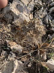 Leiotulus secacul