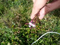 Epilobium denticulatum