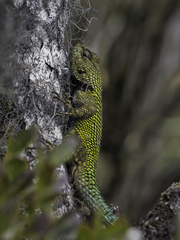 Sceloporus malachiticus