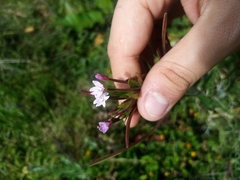 Epilobium denticulatum