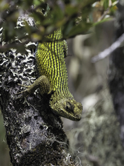 Sceloporus malachiticus