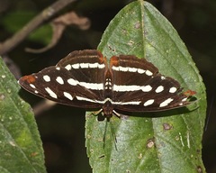 Catonephele mexicana