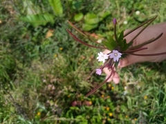 Epilobium denticulatum