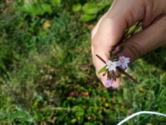 Epilobium denticulatum