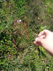 Epilobium denticulatum