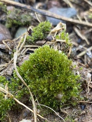 Imbribryum subapiculatum