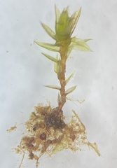 Imbribryum subapiculatum