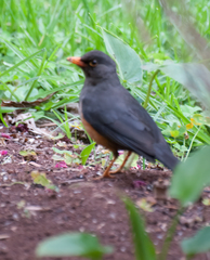 Turdus abyssinicus