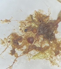 Imbribryum subapiculatum