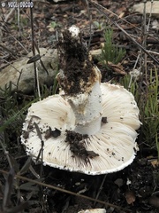 Amanita proxima