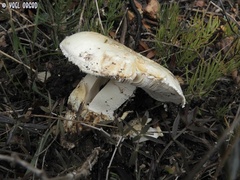 Amanita proxima