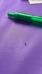 Pseudomyrmex oculatus