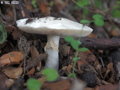 Amanita proxima